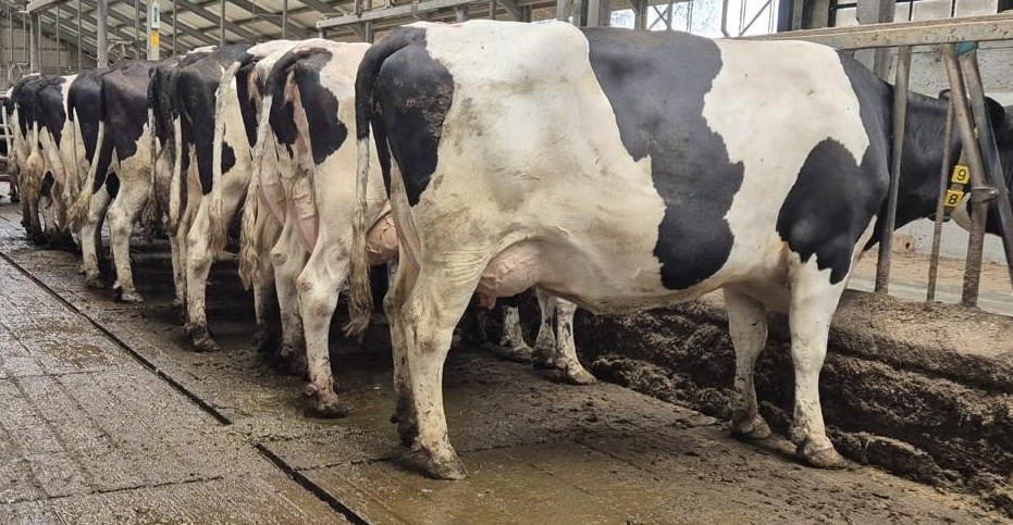 Holstein ,Milking cows, bred, replacement heifers ,calves and steers